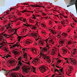 101 красная роза (70 см)