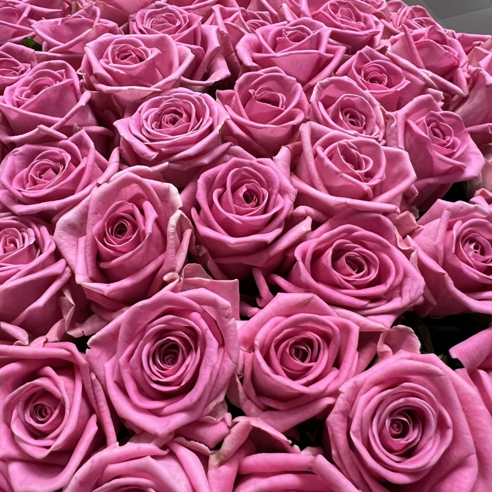101 rose roses (50 sm)