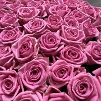 101 rose roses (50 sm)