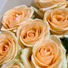 Роскошный букет из 25 кремовых роз высотой 70 см