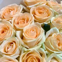 25 cream roses (70 sm)